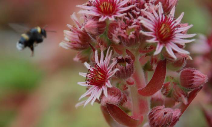 Sempervivum Dachwurz Hauswurz